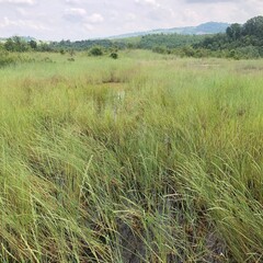 Panorami nontagnia alberi cascata natura