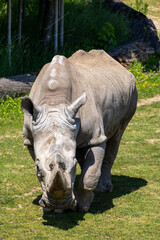 Naklejka premium A photo of a rhino is standing in the grass