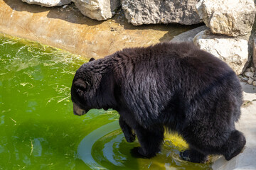 A photo of a bear is standing in the water near a rock