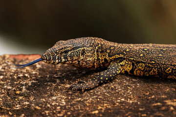 A juvenile nile monitor on a rock, Rietvlei nature, Reserve South Africa