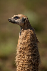 Closeup of a meerkat standing gaurd