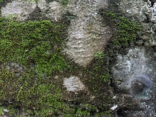 Moss and Lichen Growing on Aged Stone Surface. Close-up of moss and lichen covering a rough, aged stone surface. Ideal for organic, natural, or weathered texture backgrounds