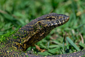 A juvenile nile monitor against a green background, Rietvlei nature, Reserve South Africa
