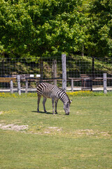 A photo of a zebra grazing in a field with a fence
