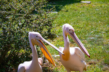 A photo of two pekins standing in the grass