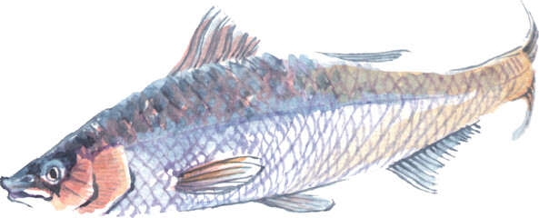 Fish painted in watercolor