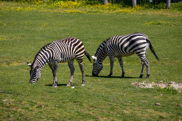 A photo of two zebras grazing in a field of grass