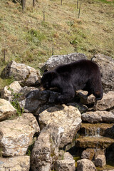 A photo of a bear is walking on rocks in a field