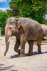 A photo of a baby elephant walking in the sand with a large trunk © Géza