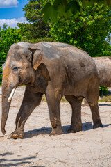 Fototapeta premium A photo of a baby elephant walking in the sand with a large trunk