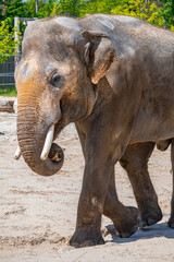 A photo of a large elephant walking on a dirt covered ground © Géza