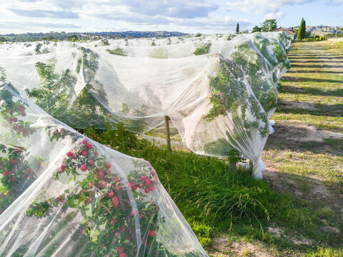 Protective bird netting covering apple trees in an orchard