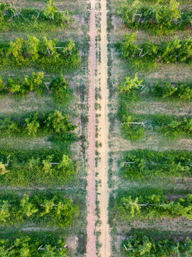 Looking down on a track running between rows of apple trees in an orchard