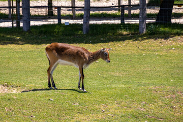 A photo of a small deer standing in a grassy field