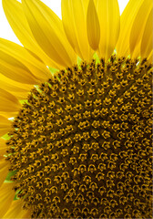 Close-up sunflower center (9)