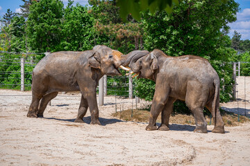 A photo of two elephants are standing in a fenced area © Géza