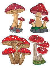 Colorful mushroom illustration featuring detailed caps and stems, ideal for botanical designs, nature-themed prints, fairy tale art, or educational materials.