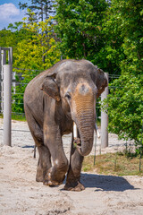 A photo of a large elephant walking in a dirt area © Géza