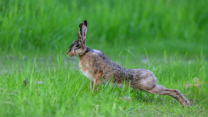 Fototapeta premium European hare stretching in a forest path. Lepus europaeus, Sologne, Loiret 45, région Centre Val de Loire, France, European Union, Europe