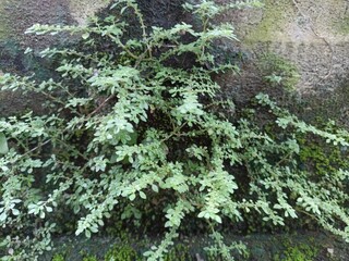 Green Fern and Moss Growing on Weathered Concrete Wall. Lush green fern and moss plants growing across an old, damp concrete wall. Perfect for natural backgrounds or textures