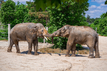 A photo of two elephants standing in a dirt field with trees in the background © Géza