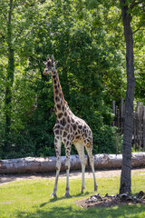 A photo of a gife standing in the shade of a tree