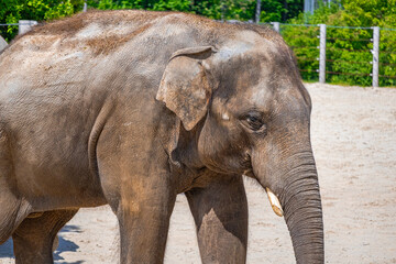 A photo of a large elephant standing in a dirt field © Géza