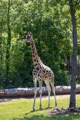 A photo of a gife standing in the shade of a tree