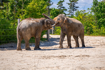 A photo of two elephants standing in a dirt field next to a fence © Géza