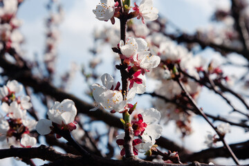 A blooming apricot tree. Snow-white apricot flowers with a red peduncle on dark twigs on a natural background. A large number of white flowers, a template for a design with a copy space