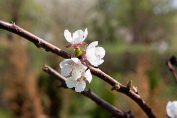 A blooming apricot tree. Snow-white apricot flowers with a red peduncle on dark twigs on a natural background. A large number of white flowers, a template for a design with a copy space