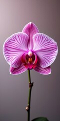 Purple orchid with red center blooming on stem
