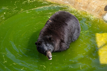 A photo of a bear in a pool of water