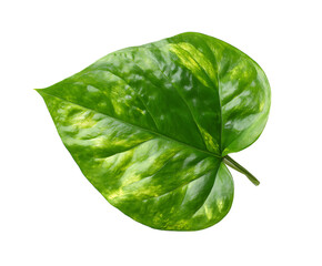 Obraz premium Beautiful fresh Pothos leaf with striking veins