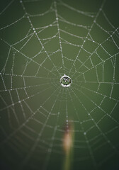 Obraz premium Dewdrop spider web, close-up
