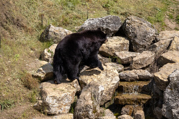 A photo of a black bear sitting on a rock in a field