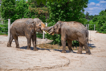 A photo of two elephants standing in a dirt field next to a fence © Géza