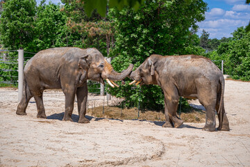 A photo of two elephants standing in a dirt field with trees in the background © Géza