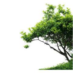 A lush green tree with vibrant foliage gracefully extends its branches against the backdrop of the sky