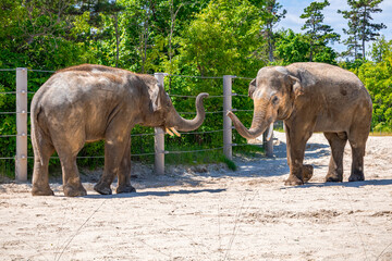 A photo of two elephants standing in a dirt field next to a fence © Géza