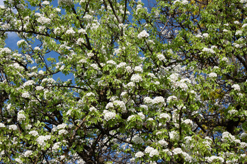 The large white flowers of the pear tree bloom profusely in spring, surrounded by young green leaves and neat twigs against a soft blue sky. Spring background, a design template with an copy space