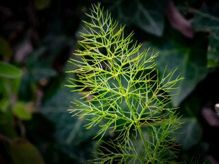 Dettagli di fiori e piante (Liguria)