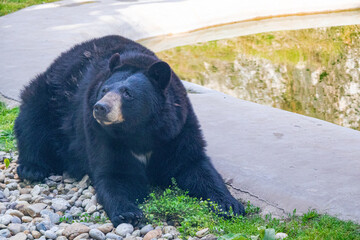 A photo of a black bear laying on the ground