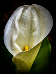 Dettagli di fiori e piante (Liguria)