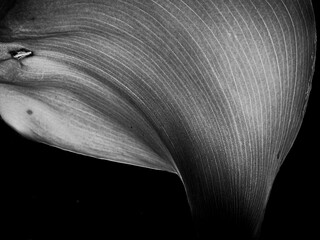 Dettagli di fiori e piante (Liguria)