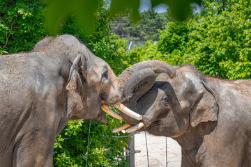 A photo of two elephants are standing in a wooded area