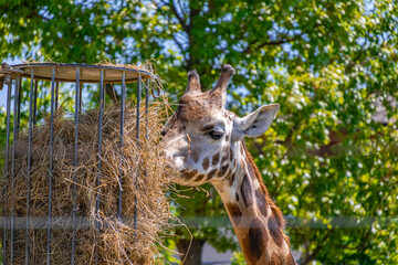 A photo of a gife eating hay from a cage