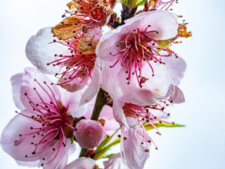 Dettagli di fiori e piante (Liguria)