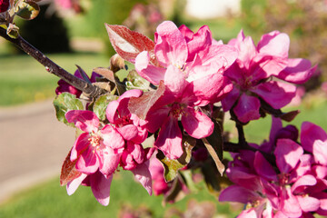 Apple tree blossoming Beautiful bright pink flowers of ornamental apple tree. Magenta flowers close-up. Spring background. Blooming apple tree in the park.
