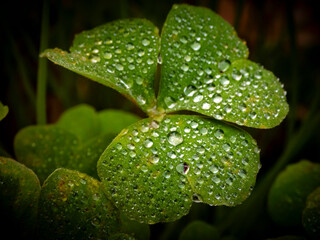 Dettagli di fiori e piante (Liguria)